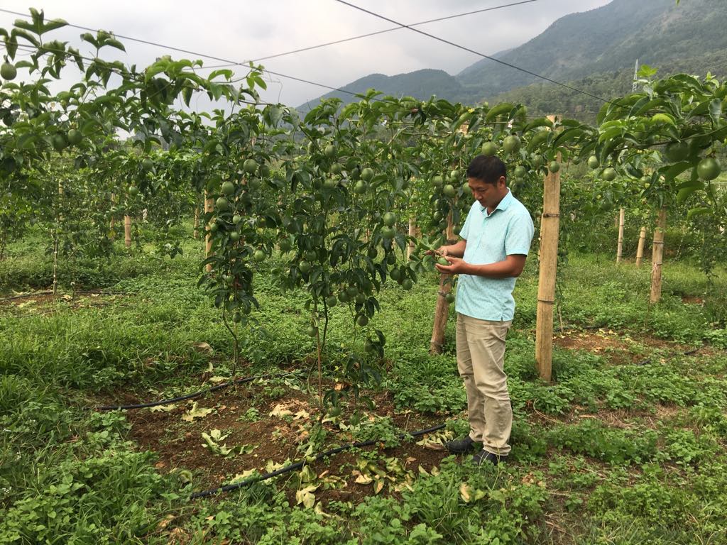 Mô hình trồng chanh leo theo tiêu chuẩn GlobalGAP